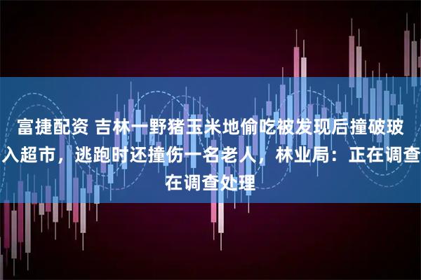 富捷配资 吉林一野猪玉米地偷吃被发现后撞破玻璃冲入超市，逃跑时还撞伤一名老人，林业局：正在调查处理